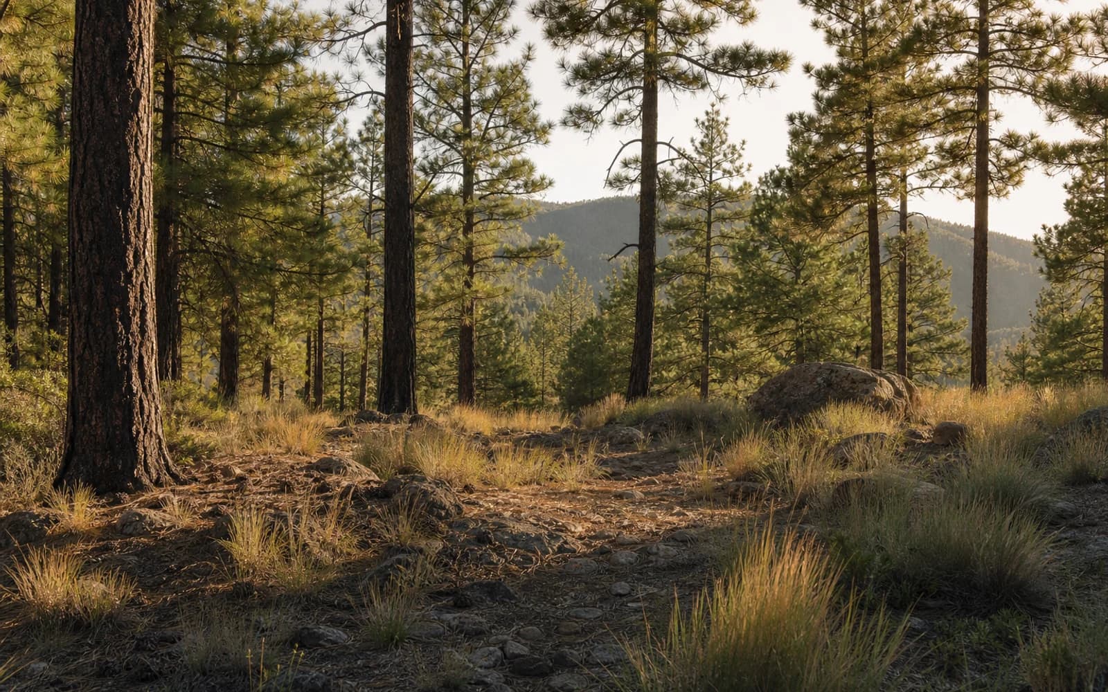 Illustrative Rim Country-inspired ponderosa pine forest